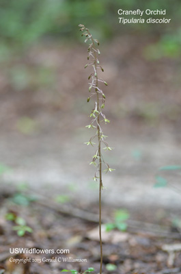 Tipularia discolor