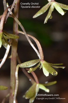 Tipularia discolor