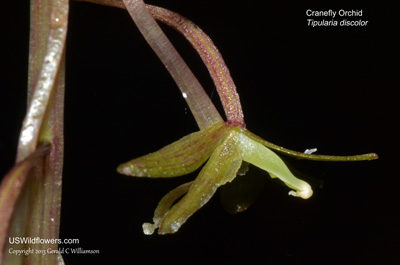 Tipularia discolor