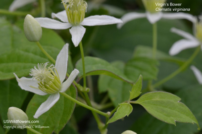 Clematis virginiana