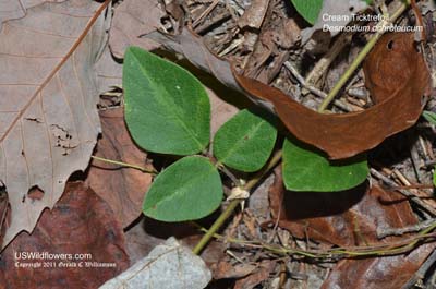 Desmodium ochroleucum