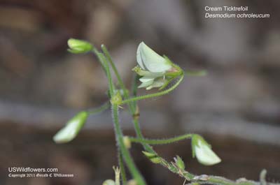 Desmodium ochroleucum