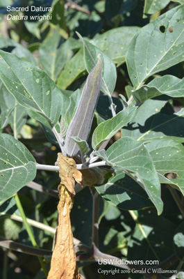 Datura wrightii