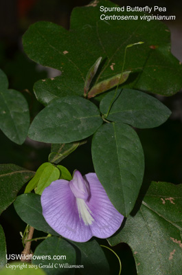 Centrosema virginianum