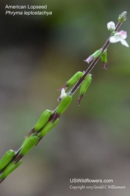 Phryma leptostachya