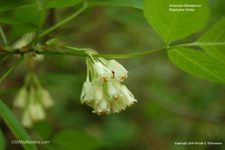 Staphylea trifolia