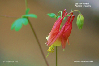 Aquilegia canadensis