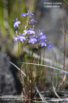 Lobelia kalmii