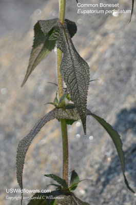 Eupatorium perfoliatum