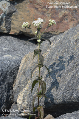 Eupatorium perfoliatum