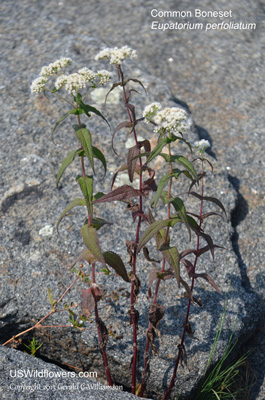 Eupatorium perfoliatum