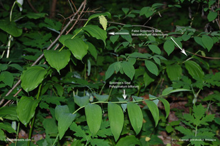 Maianthemum racemosum