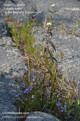 Lobelia kalmii