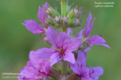 Lythrum salicaria