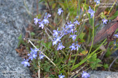 Lobelia kalmii