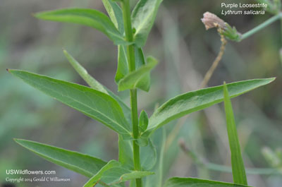 Lythrum salicaria