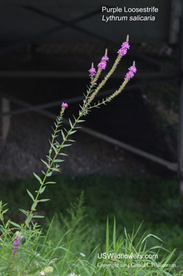 Lythrum salicaria