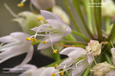 Allium cernuum