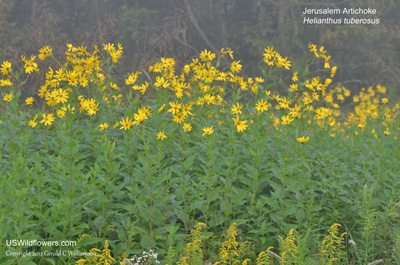 Helianthus tuberosus