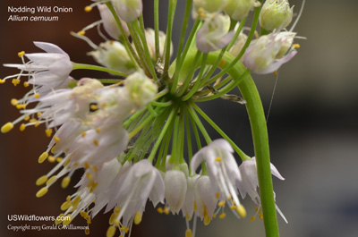 Allium cernuum