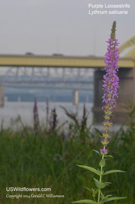 Lythrum salicaria