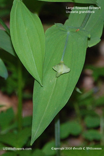 Uvularia grandiflora