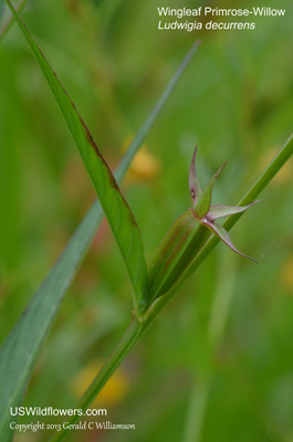 Ludwigia decurrens