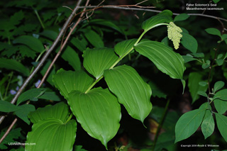 Maianthemum racemosum