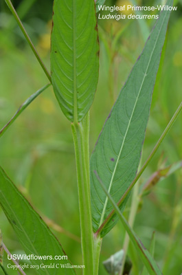 Ludwigia decurrens