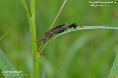 Ludwigia decurrens