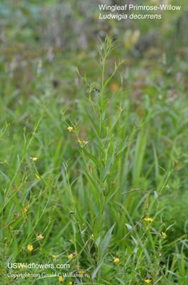 Ludwigia decurrens