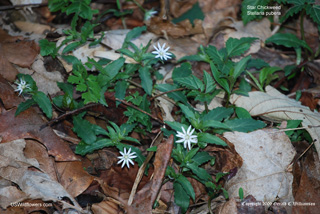 Stellaria pubera