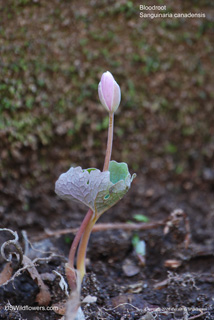 Sanguinaria canadensis