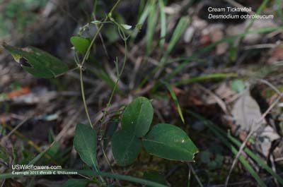 Desmodium ochroleucum