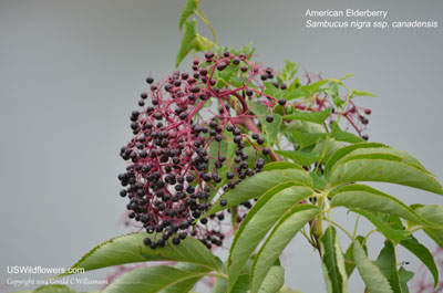 Sambucus nigra ssp canadensis