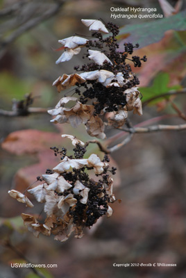 Hydrangea quercifolia