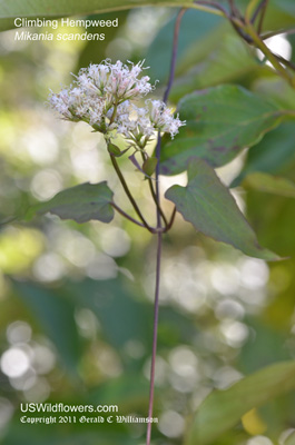 Mikania scandens