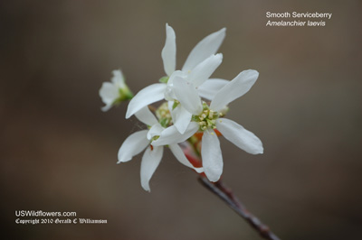 Amelanchier laevis