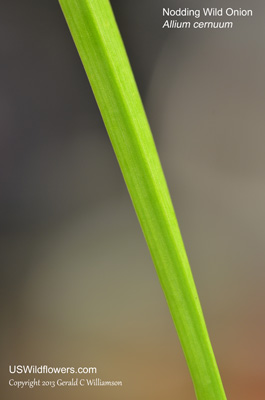 Allium cernuum