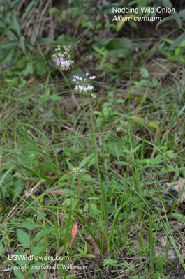 Allium cernuum