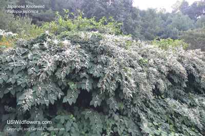 Fallopia japonica