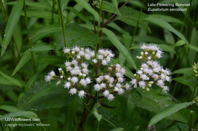 Eupatorium serotinum