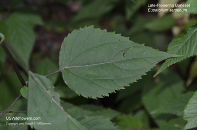 Eupatorium serotinum