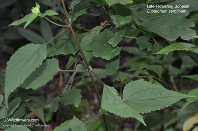 Eupatorium serotinum