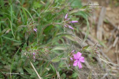 Phlox amoena