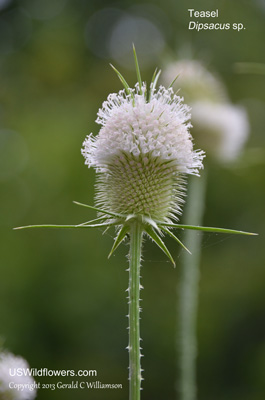 Dipsacus sativus