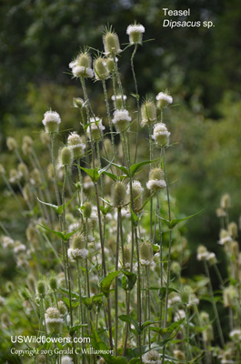 Dipsacus sativus