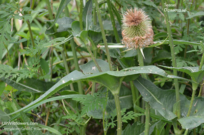 Dipsacus sativus