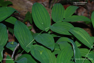 Uvularia grandiflora