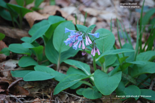 Mertensia virginica